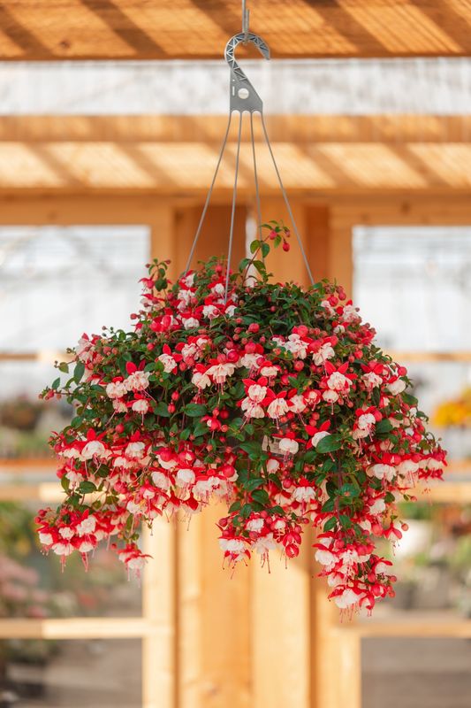 12" Fuchsia Basket - PRE-ORDER