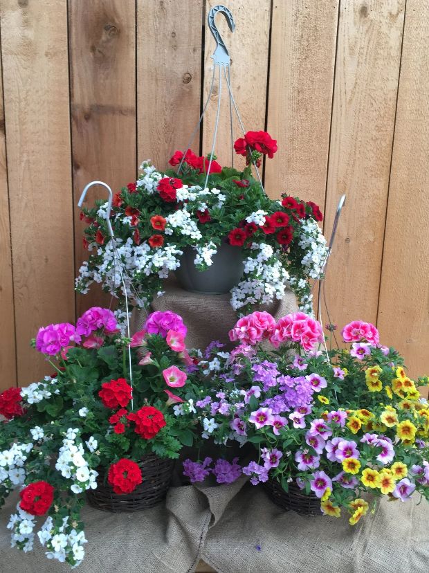 12" Traditional Hanging Basket