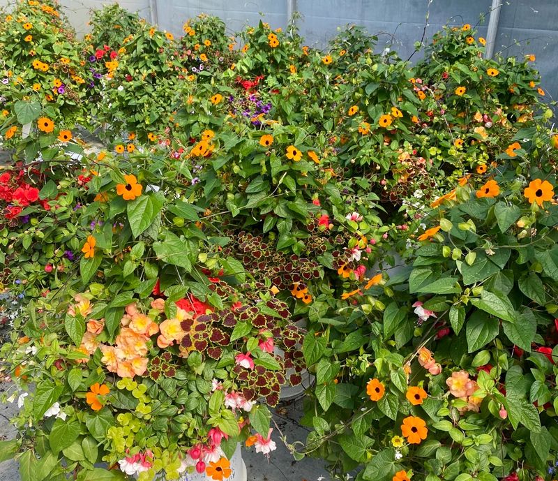 14" Summer Nights Fiber SHADE Basket - PRE-ORDER