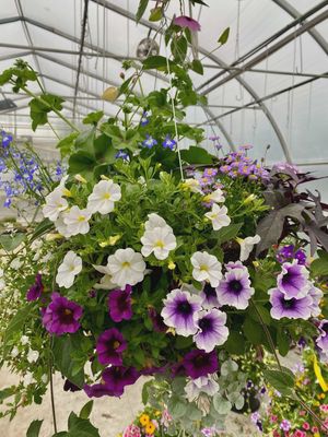 14" Lavender Mist Fiber SUN Basket - PRE-ORDER