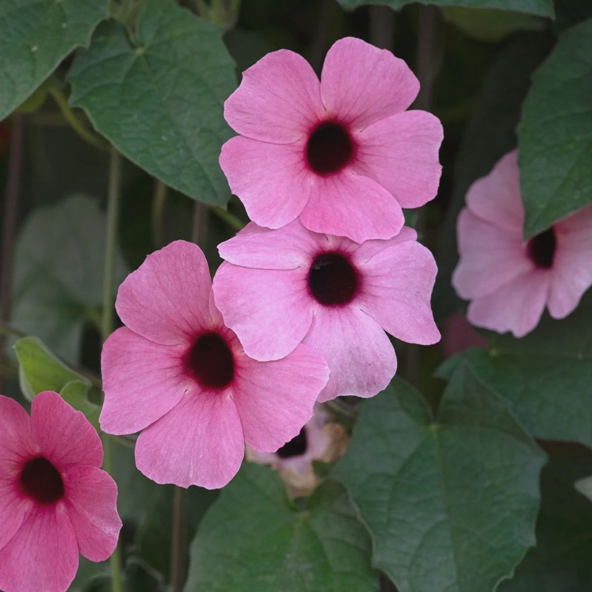 12" Thunbergia SUN Basket - PRE-ORDER, Colour: Rosy Pink