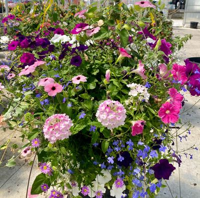 14" Sweetheart Fiber SUN Basket - PRE-ORDER