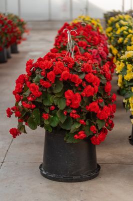 14" Solenia Begonia SUN Basket - PRE-ORDER