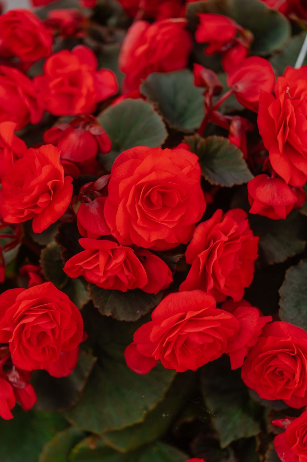 14" Solenia Begonia SUN Basket, Colour: Red