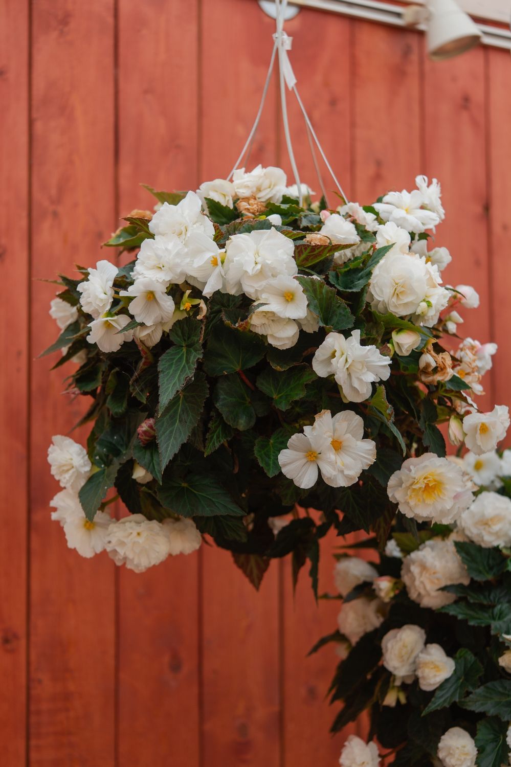14" Non-Stop Begonia SHADE Basket - PRE-ORDER, Colour: AppleBlossom (BlushWhite)