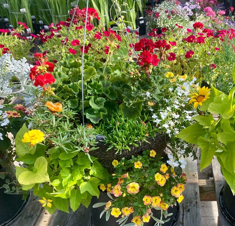 14" Drought Tolerant Fiber Basket - PRE-ORDER