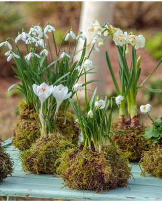 Kokedama: Bulbs in Bloom Workshop