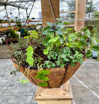 Herb Hanging Basket Workshop