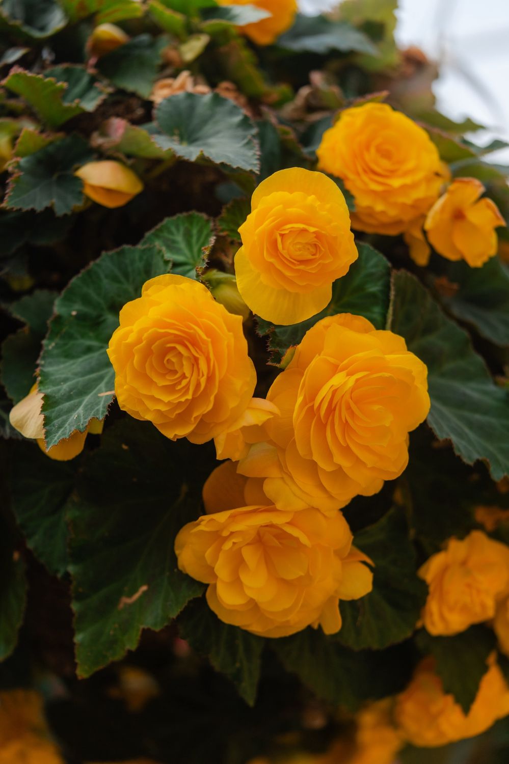 14" Non-Stop Begonia SHADE Basket - PRE-ORDER, Colour: Bright Yellow