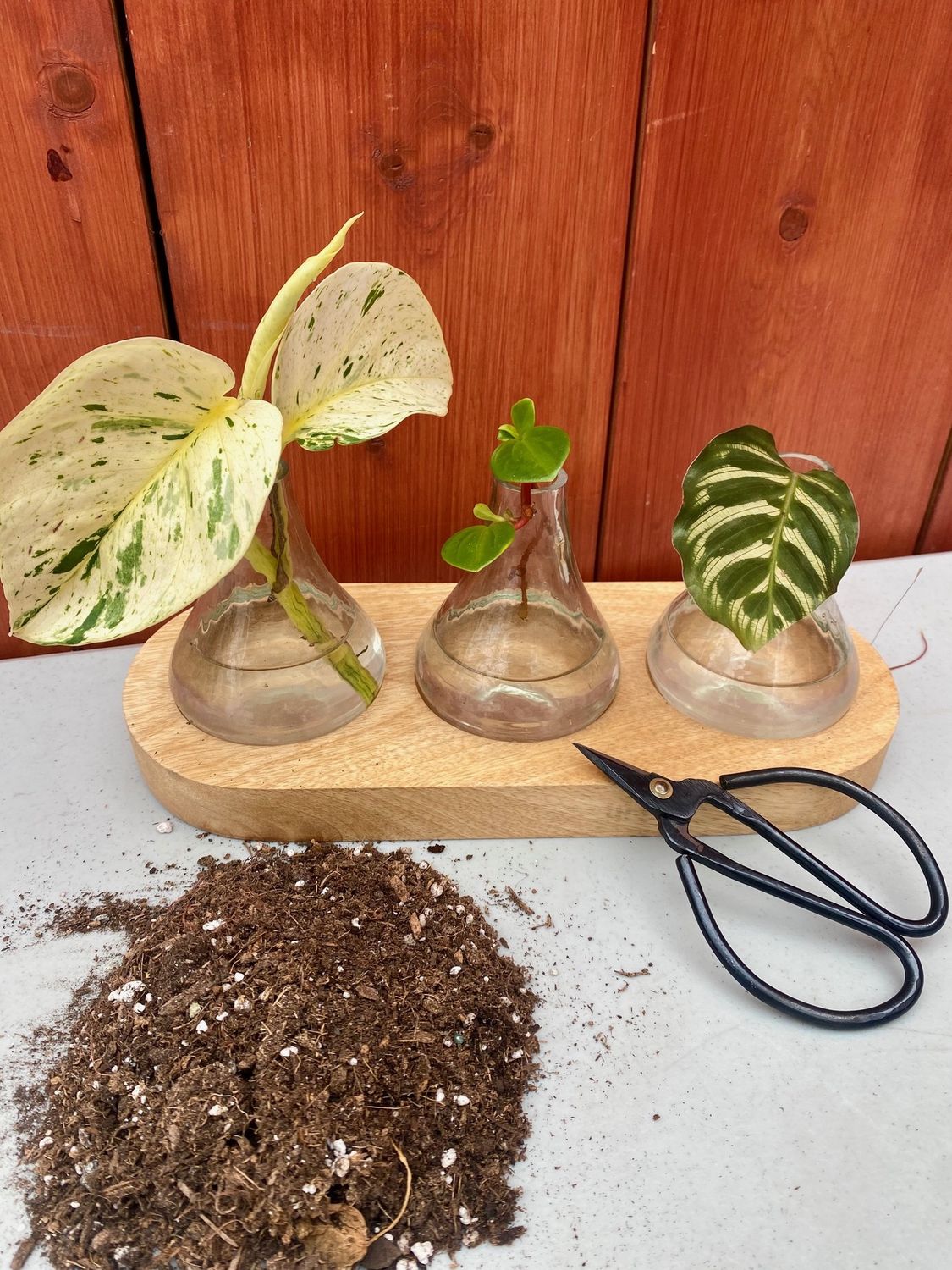 Make More Plants for Free: A Plant Propagation Demo