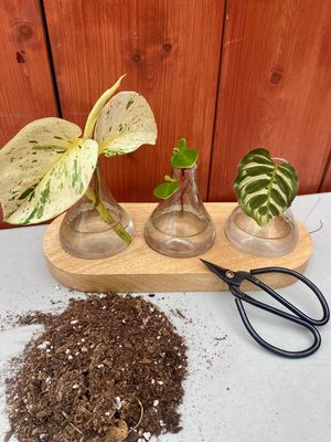 Make More Plants for Free: A Plant Propagation Demo