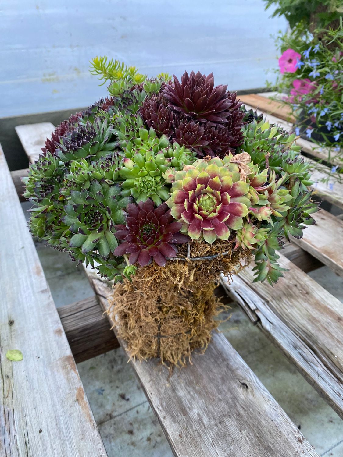 Mushroom Succulent Topiary Workshop