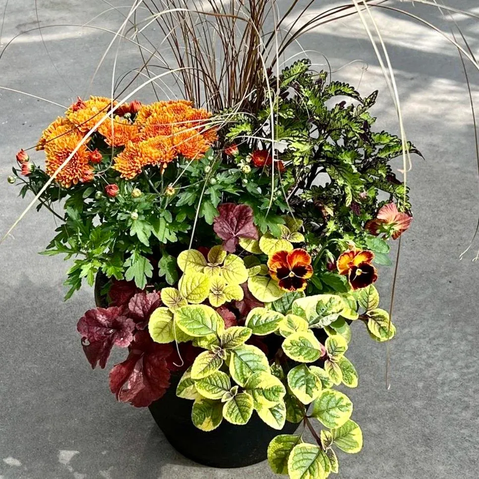 Celebrate Fall Planter Workshop