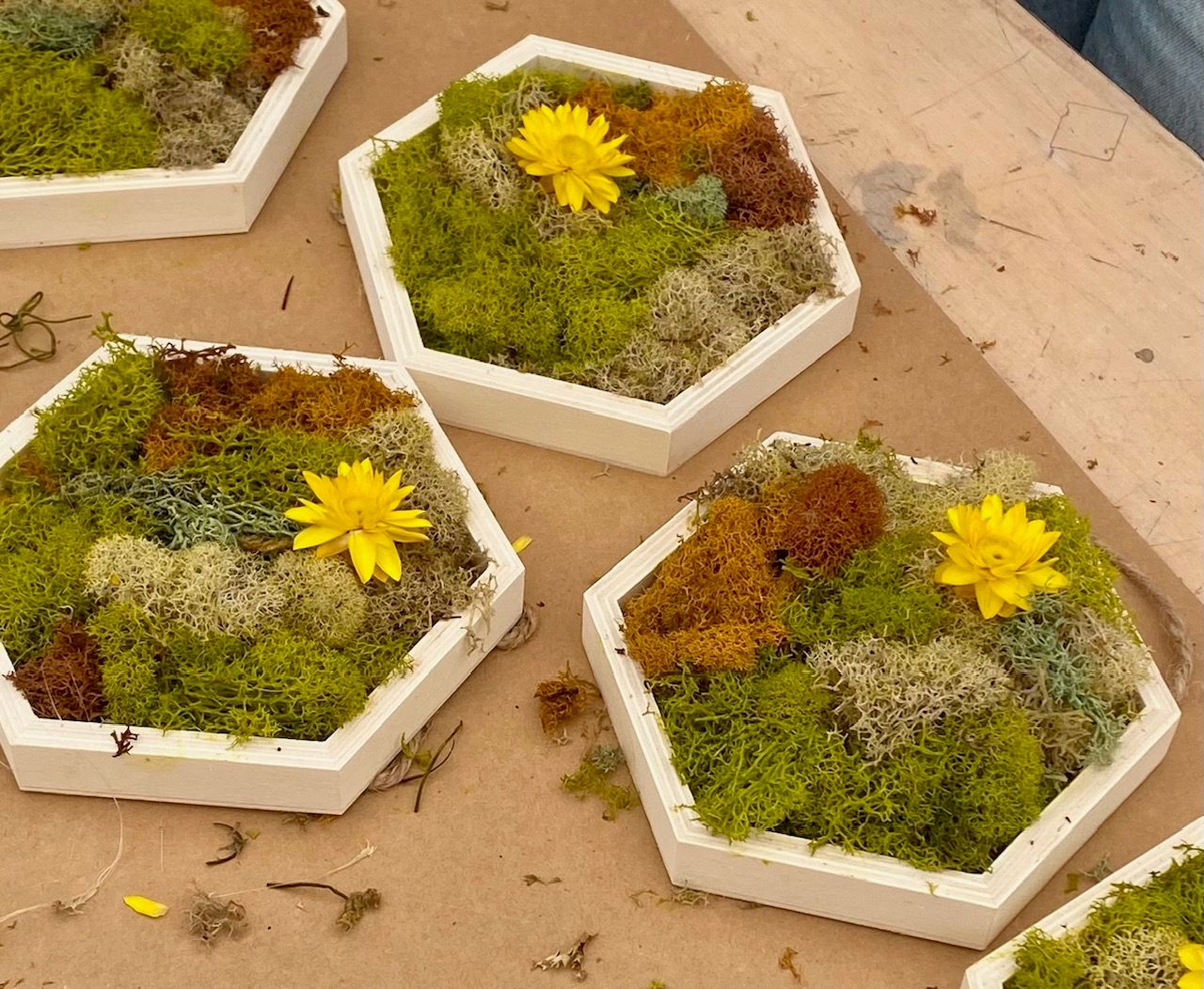 Private Moss Hexagon Art Workshop