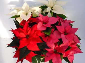 Protege Poinsettia Fundraiser