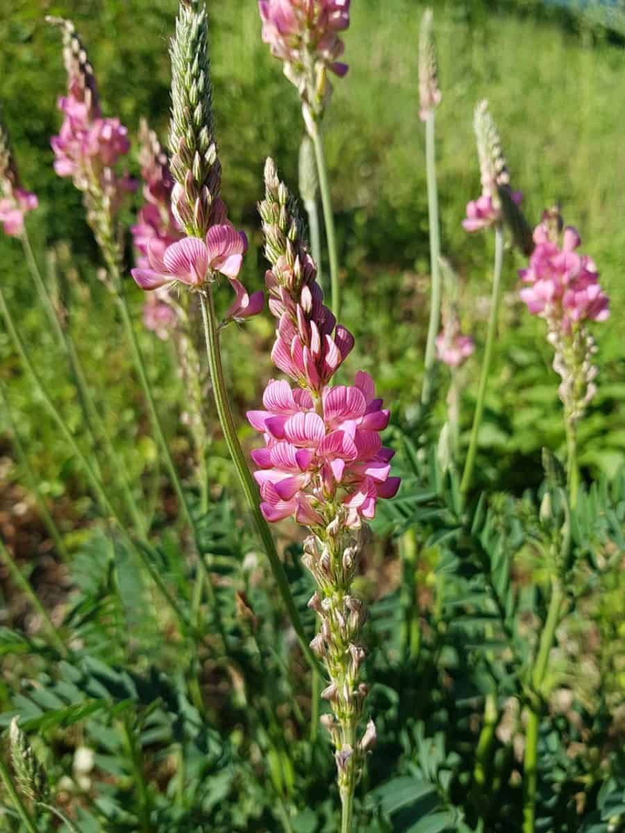 Esparsette-Cobs - Sainfoin 5 kg