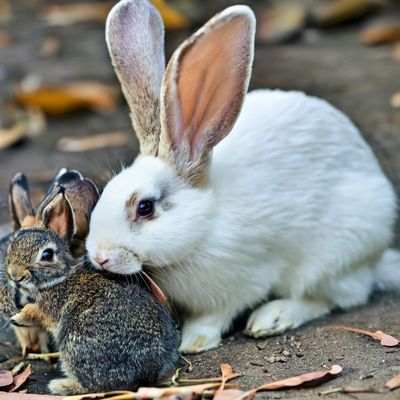 Kaninchen/Nagetiere