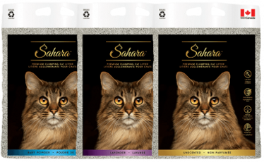 Sahara Baby Powder Scent