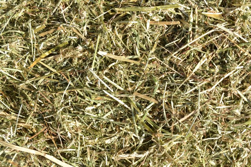 Ryestar Hay 25kg