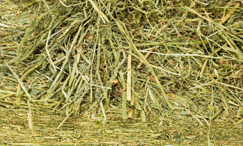 Alfalfa HD Square Bales