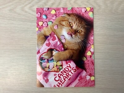 AVANTI HOLIDAY CAT CANDY HEARTS VALENTINES DAY CARD