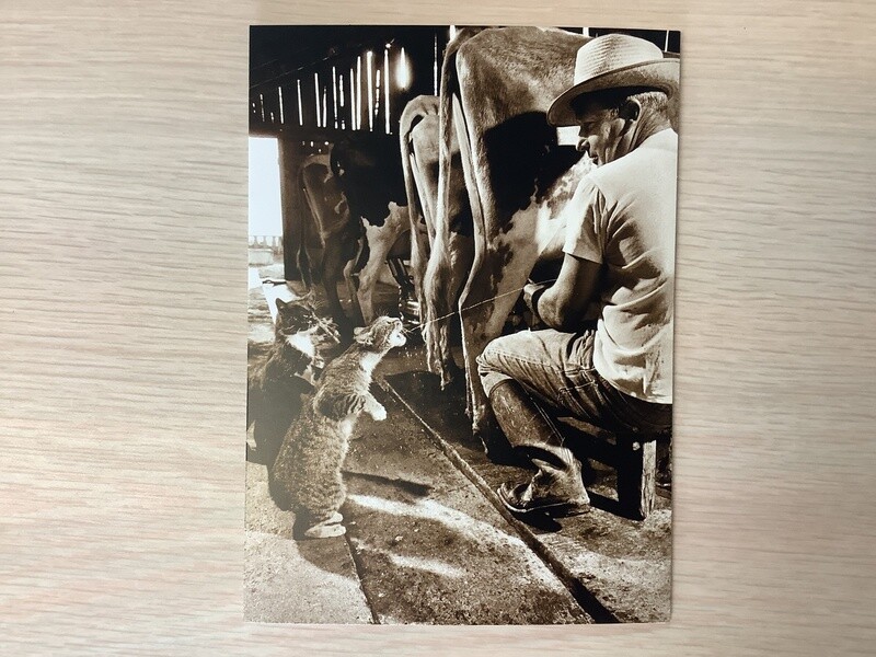 AVANTI AMERICA CARD CAT CATCHING MILK BIRTHDAY