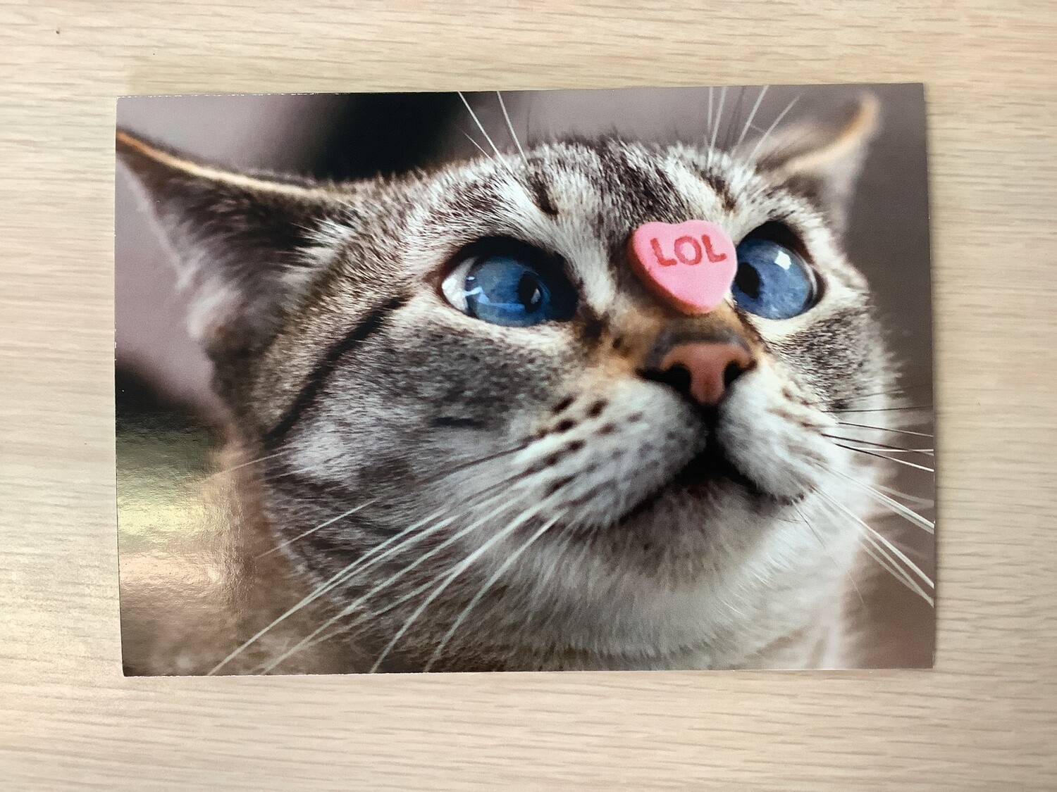 AVANTI HOLIDAY LOL CAT VALENTINES DAY CARD