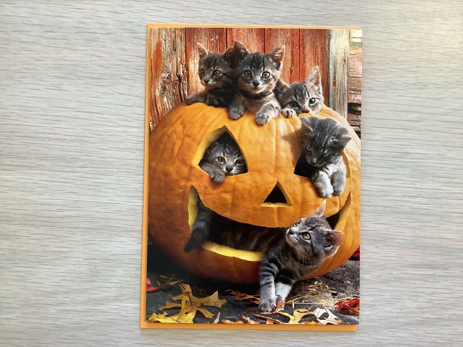 AVANTI KITTENS IN JACK O LANTERN HALLOWEEN CARD