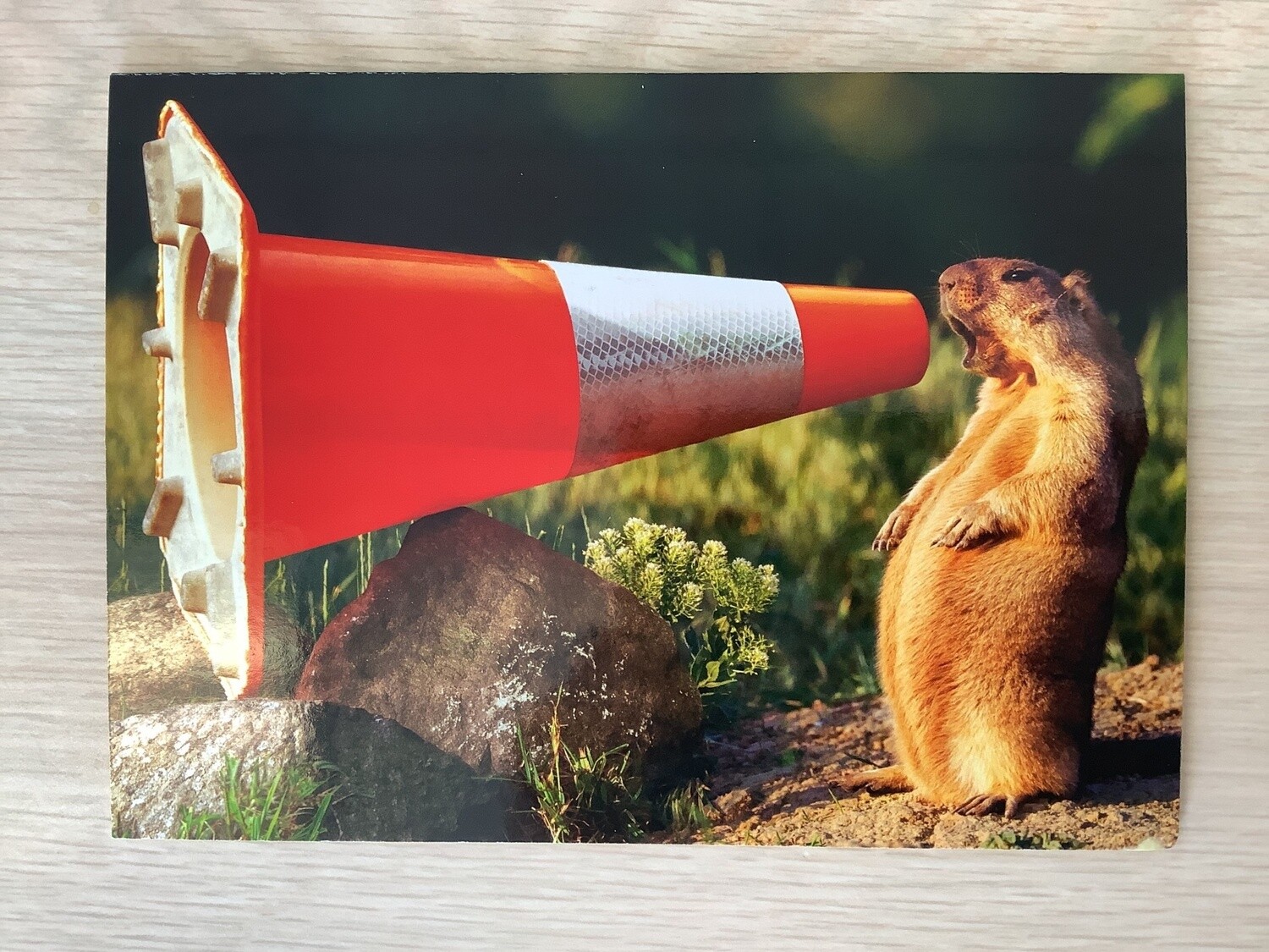 AVANTI GROUNDHOG MEGAPHONE CONGRATULATIONS GRADUATION CARD