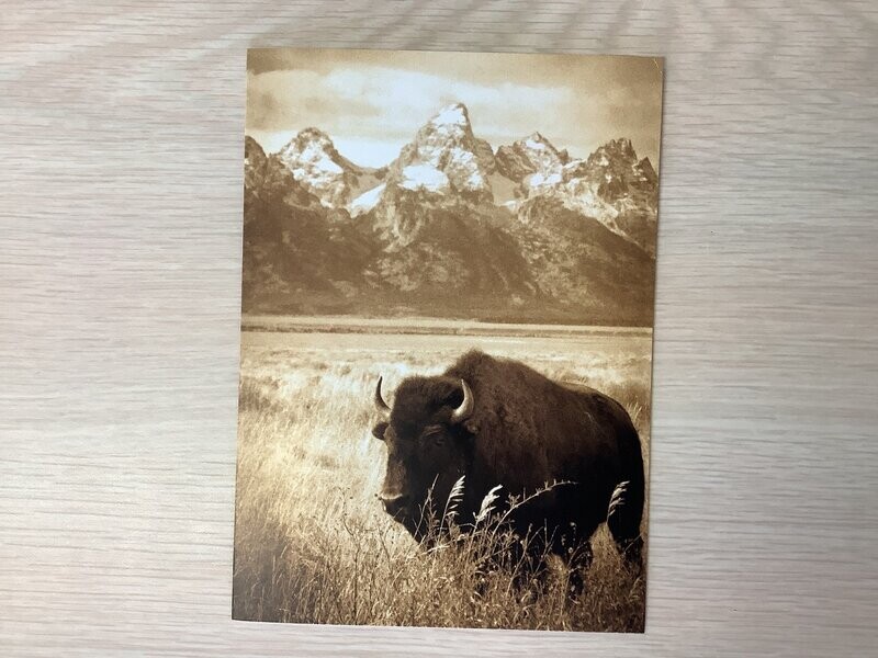 AVANTI AMERICA BISON IN GRAND TETON BLANK CARD