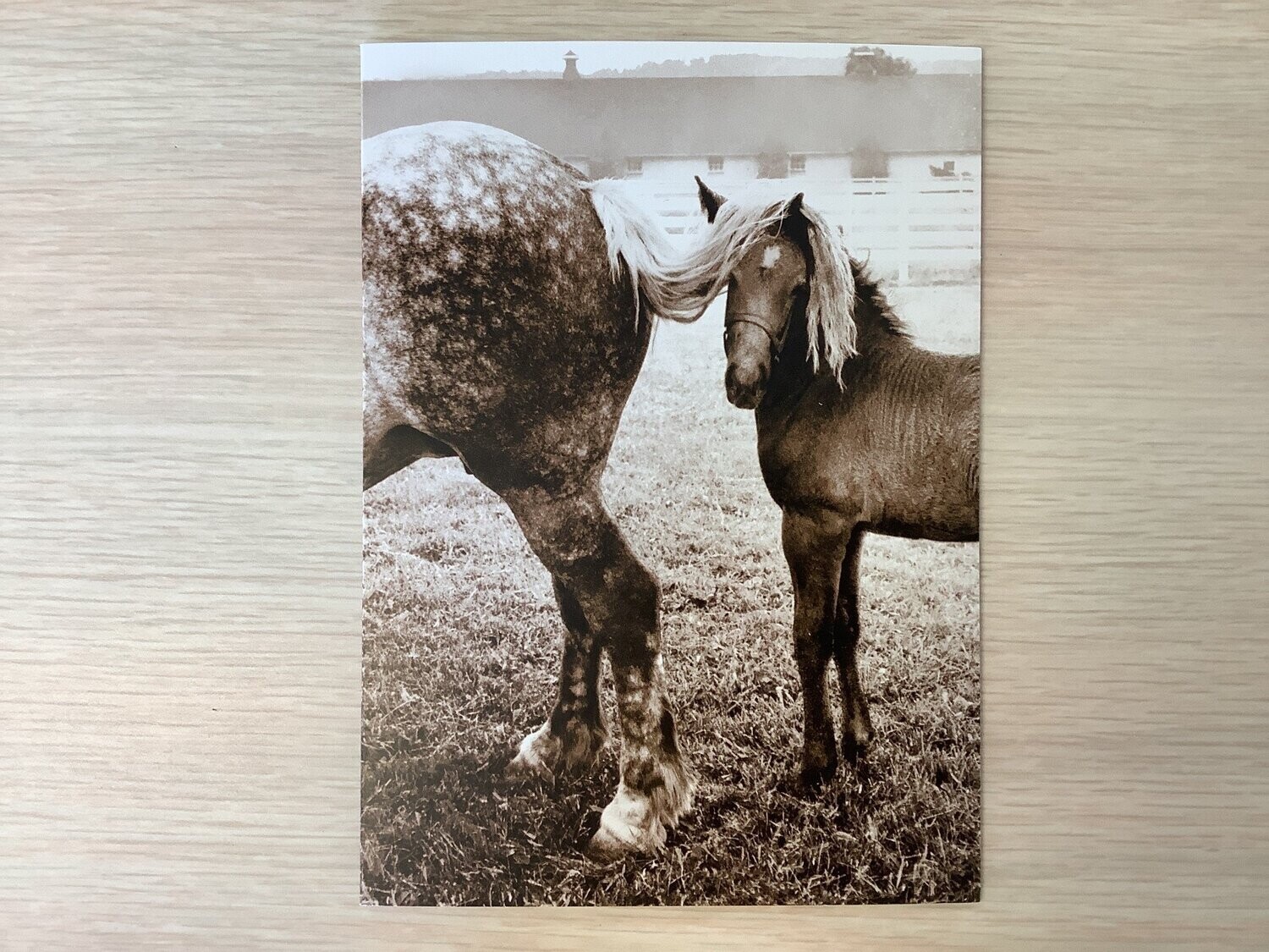 AVANTI AMERICA FOAL UNDER HORSES TAIL ENCOURAGEMENT CARD