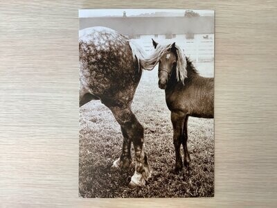 AVANTI AMERICA FOAL UNDER HORSES TAIL ENCOURAGEMENT CARD