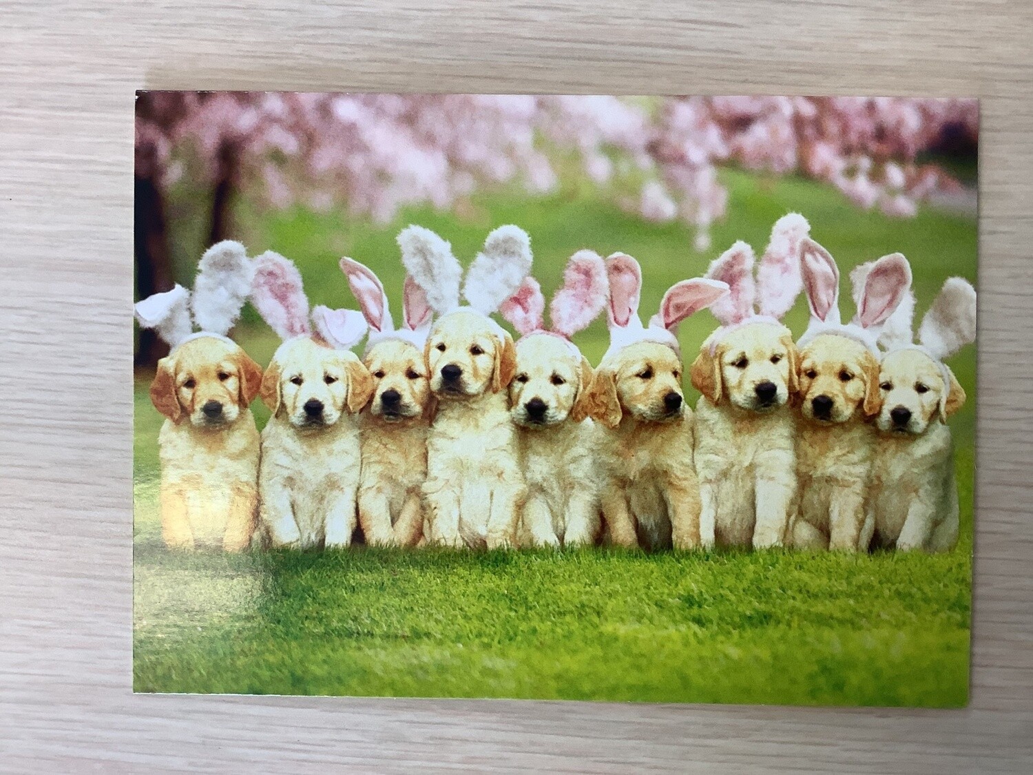 AVANTI PUPPIES EASTER CARD