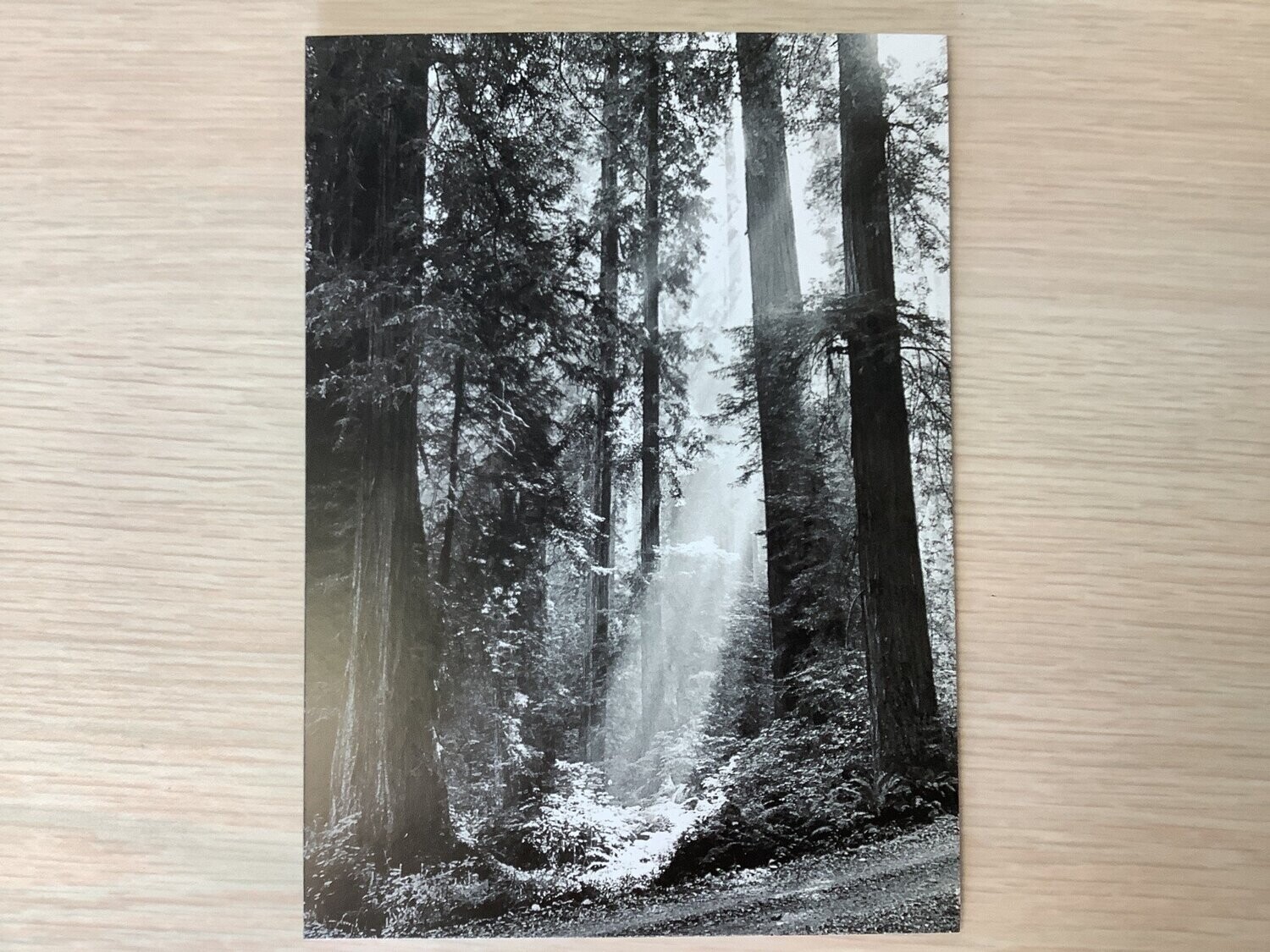 AVANTI AMERICA SEQUOIA FOREST SYMPATHY CARD