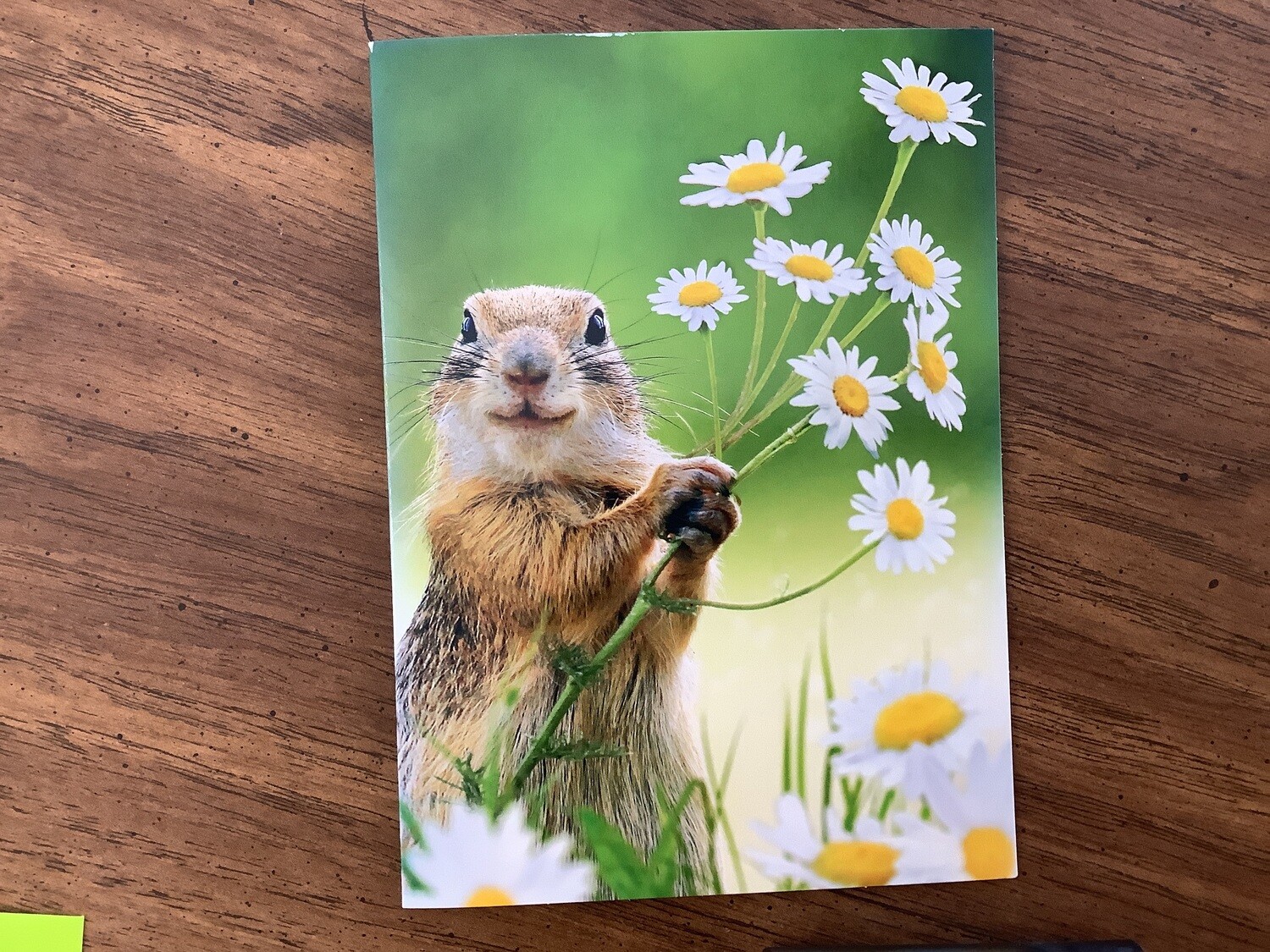 AVANTI SQUIRREL THANK YOU CARD