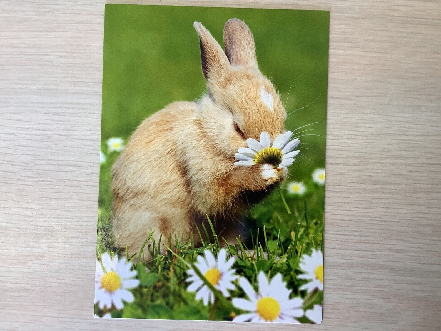 AVANTI BUNNY FLOWER EASTER CARD