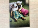 AVANTI DOGS CUDDLING ANNIVERSARY CARD