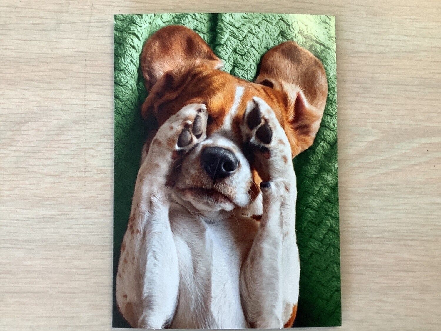 AVANTI BEAGLE COVERING FACE MOVING ON CARD