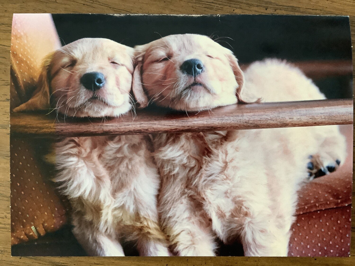 AVANTI TWO CUTE PUPPIES BIRTHDAY CARD