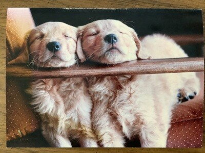 AVANTI TWO CUTE PUPPIES BIRTHDAY CARD