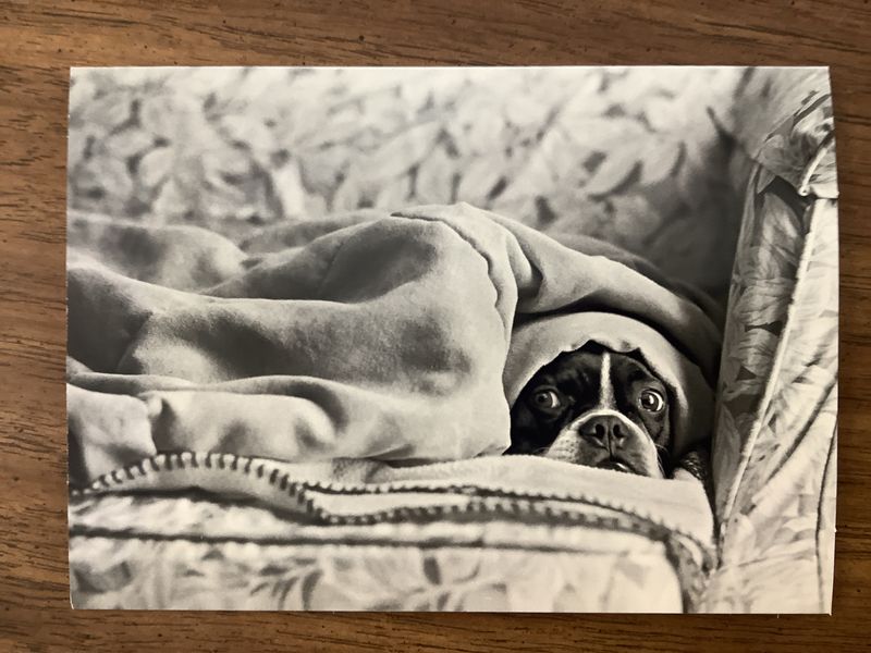 AVANTI PUPPY UNDER BLANKET GET WELL SOON CARD