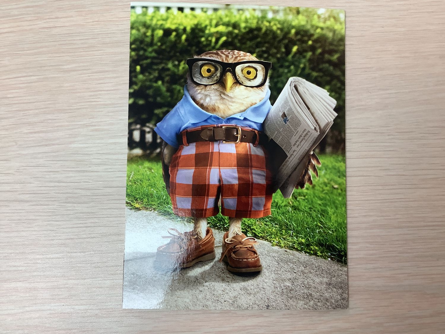 AVANTI SMART OWL FATHERS DAY CARD (IN-STORE ONLY)