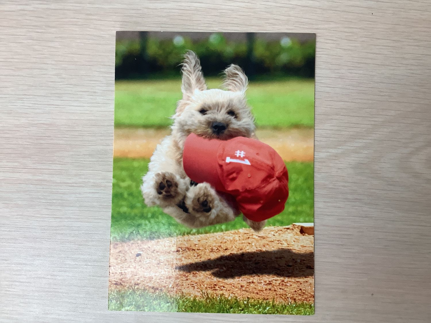 AVANTI #1 FAN DOG FATHERS DAY CARD (IN-STORE ONLY)
