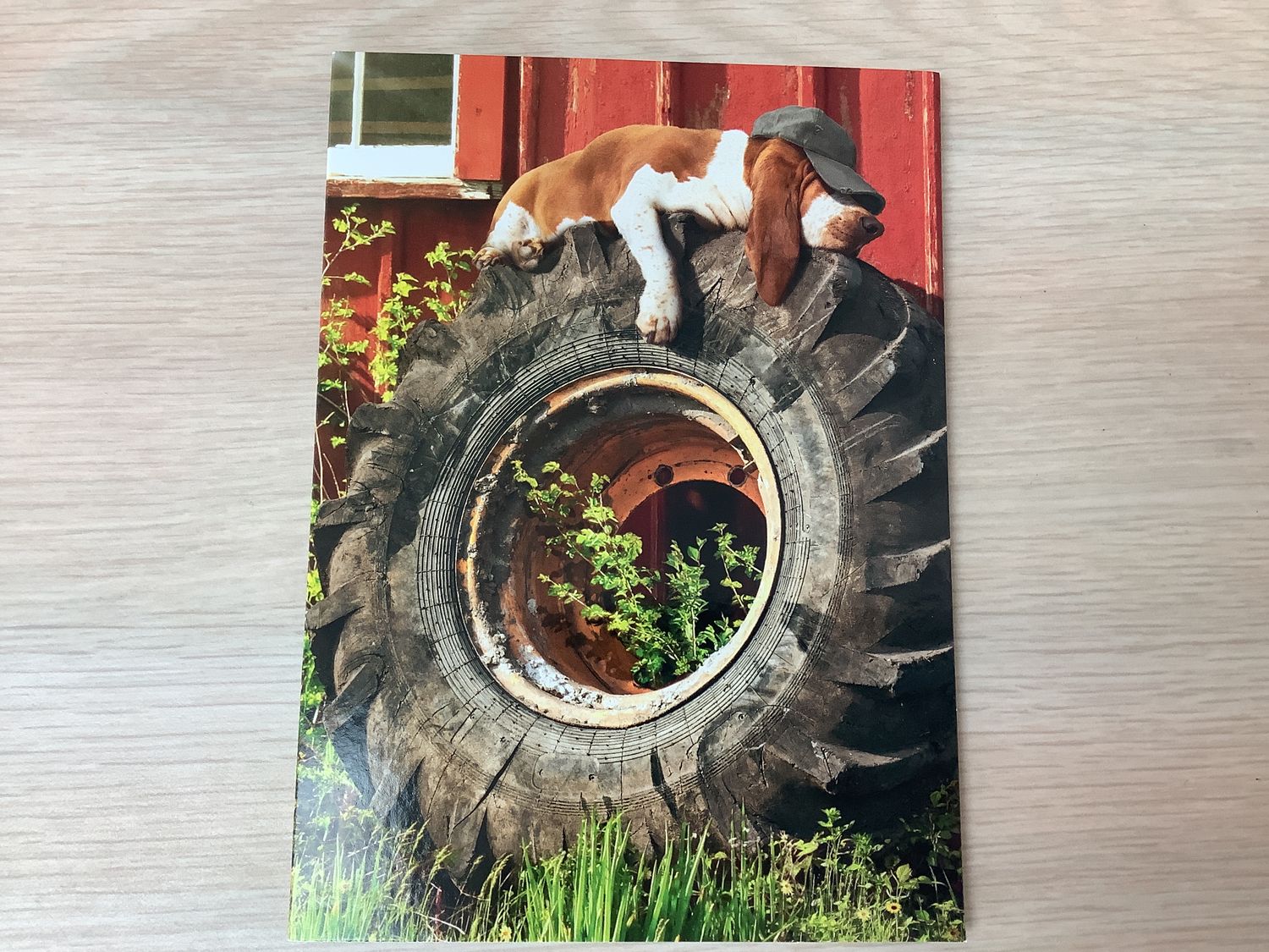 AVANTI TRACTOR TIRE HOUND FATHERS DAY CARD (IN-STORE ONLY)