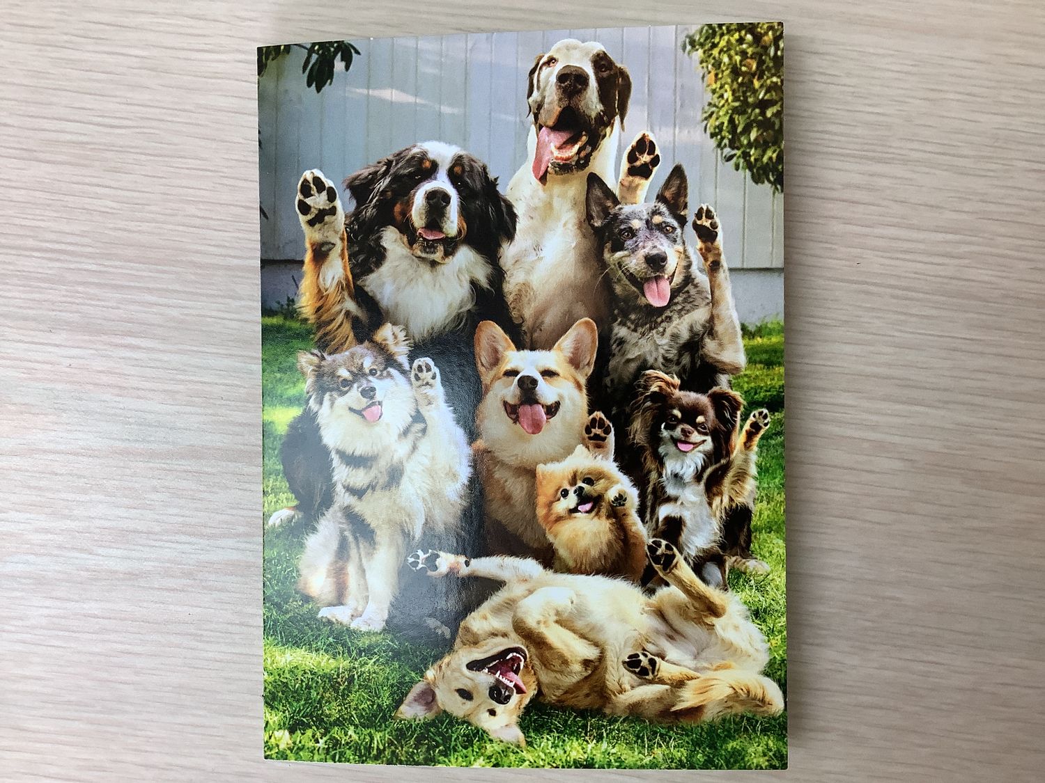 AVANTI DOG VOTE BIRTHDAY CARD