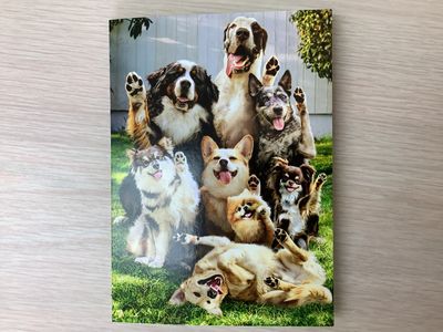 AVANTI DOG VOTE BIRTHDAY CARD