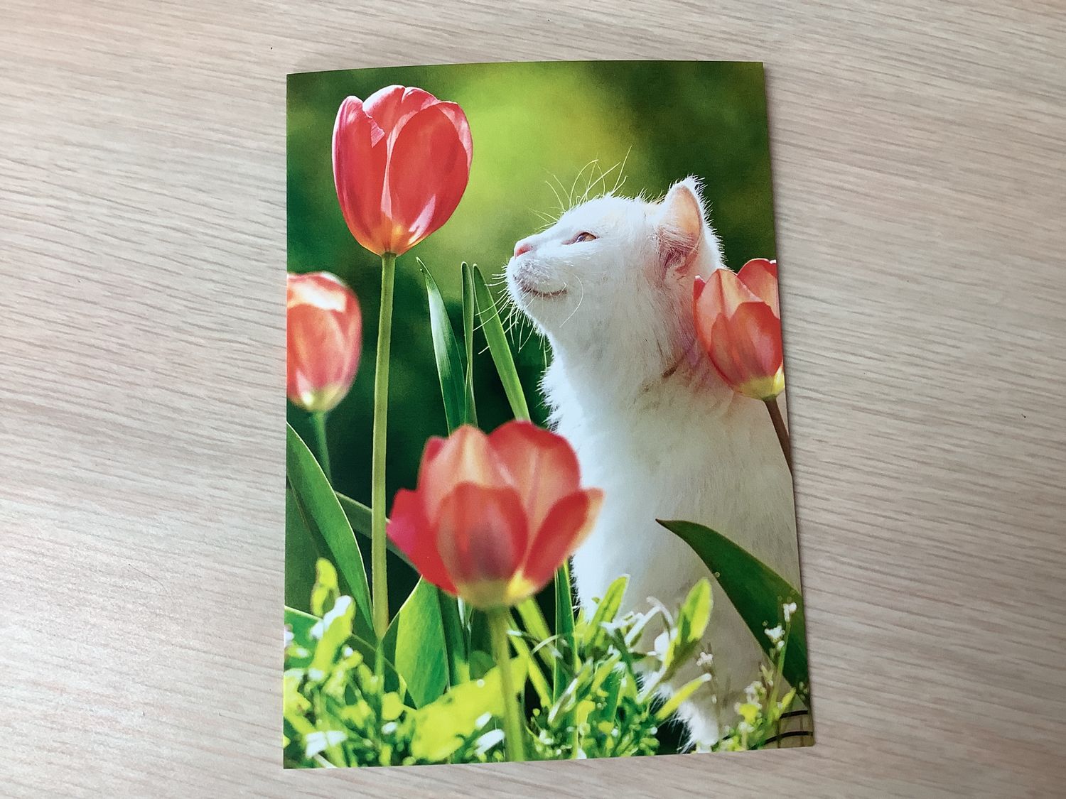 AVANTI WHITE CAT IN TULIPS BLANK INSIDE CARD