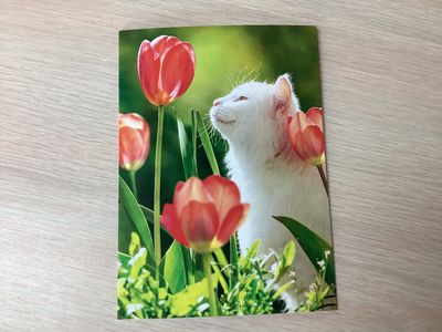 AVANTI WHITE CAT IN TULIPS BLANK INSIDE CARD