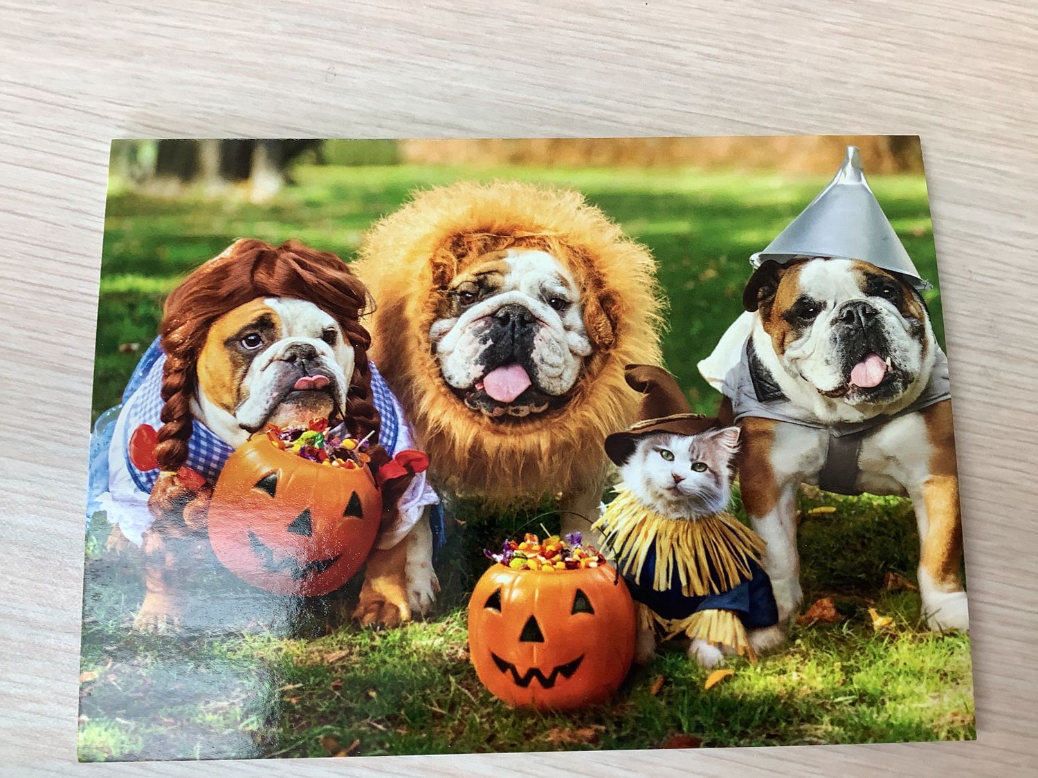 AVANTI 3 BULLDOGS IN COSTUMES HALLOWEEN CARD