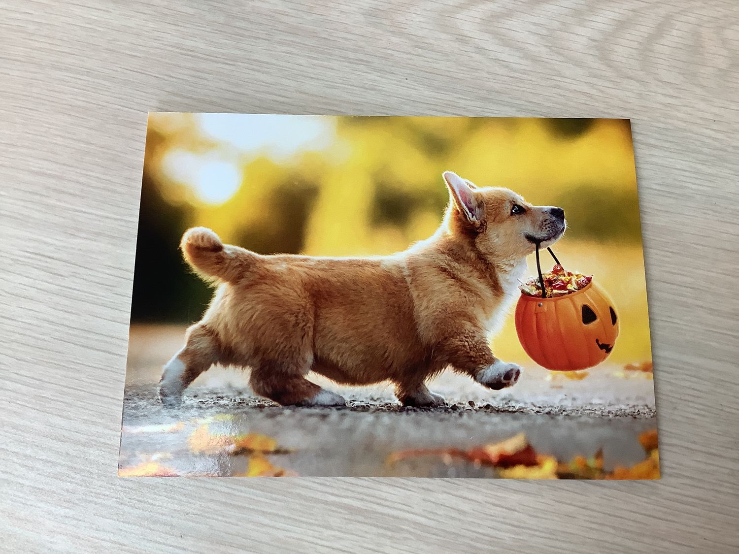 AVANTI PUPPY CARRYING PUMPKIN HALLOWEEN CARD